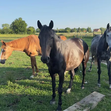 La Ferme Le Clos De La Becque Muncq-Nieurlet